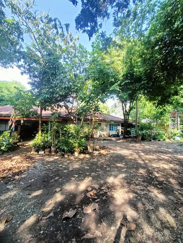 ที่ดิน5 ไร่2 งาน69 ตรว.ฟรีบ้านเดี่ยวชั้นเดียว128 ตรม.1 หลัง 15