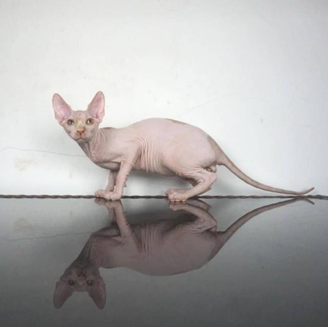 5.แมวสฟิงซ์/เพศผู้ หาบ้าน Sphynx Cat/Male looking for a new home 6