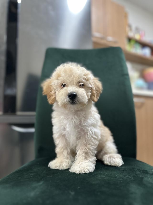 ลูกสุนัข พุดเดิ้ลทอย