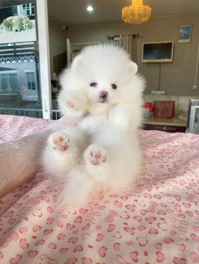 ปอมแท้ อายุ2เดือน ทีคัพ  2