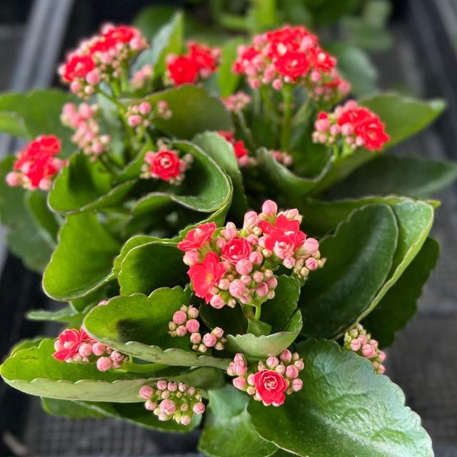 กุหลาบหินพันธุ์ Kalanchoe blossfeldiana Poelln 2