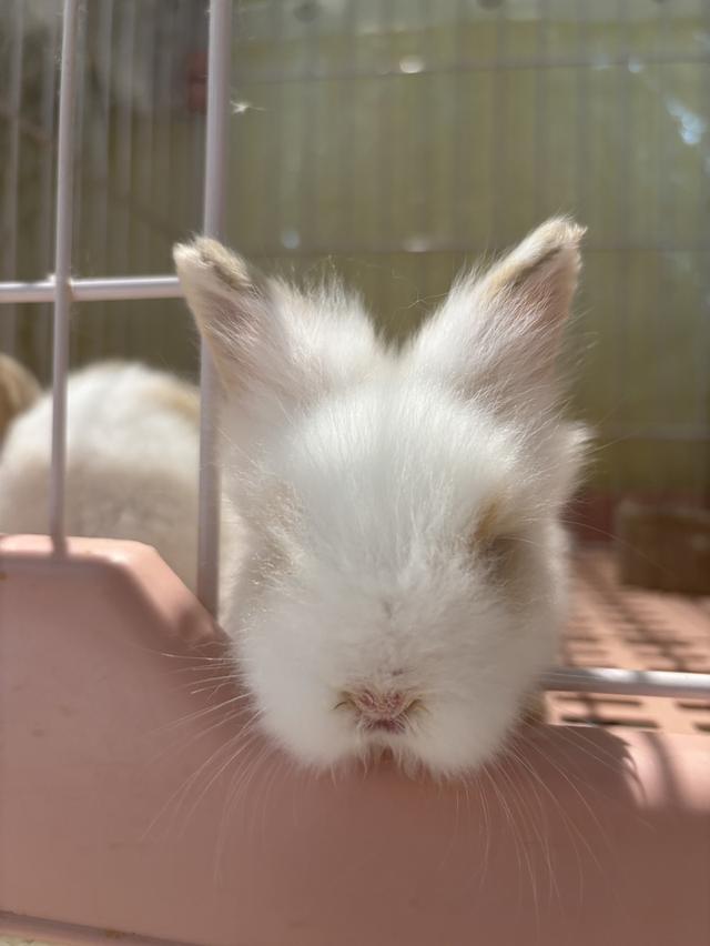 Teddy Bear Rabbit  9