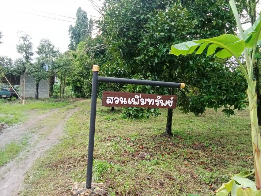 สวนผลไม้จันทบุรี ติดถนนลาดยาง 1