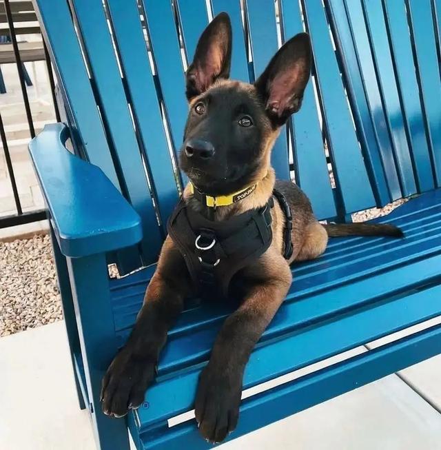 Trained Belgian malinois puppies