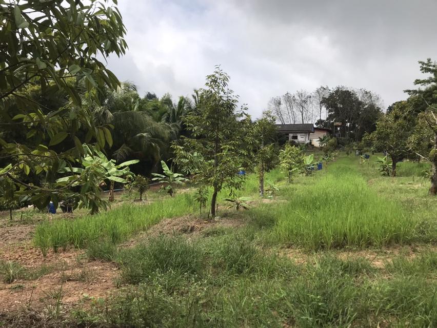 ให้เช่า สวนผลไม้ 12 ไร่ 7 หมื่นต่อปี 2