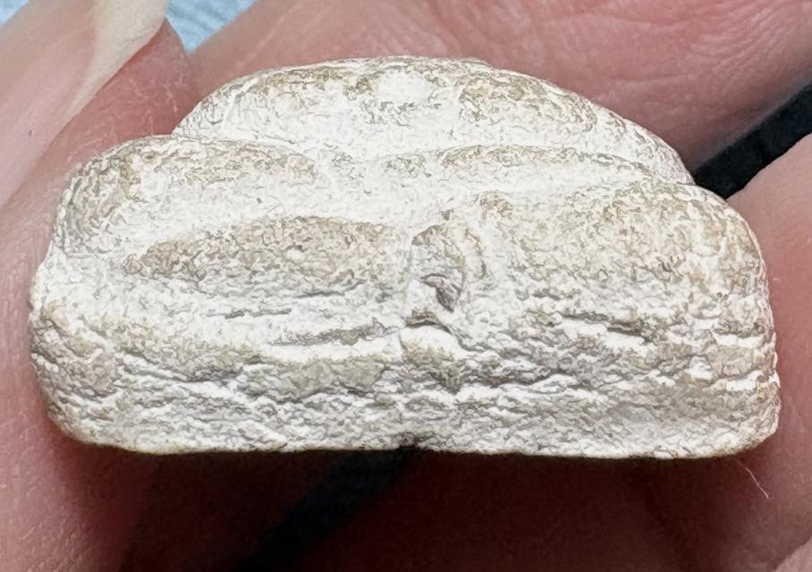 พระสังจจาย เนื้อผงไม่ทราบที่ 5