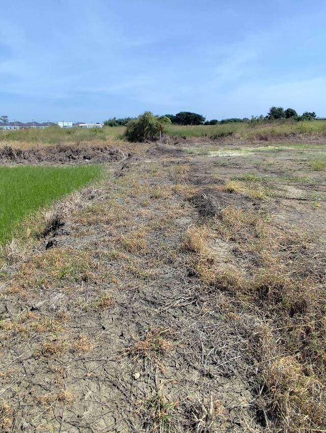 ขายที่ดินเปล่า ถมแล้ว มี 5 ไร่ โฉนด กำแพงแสน 7