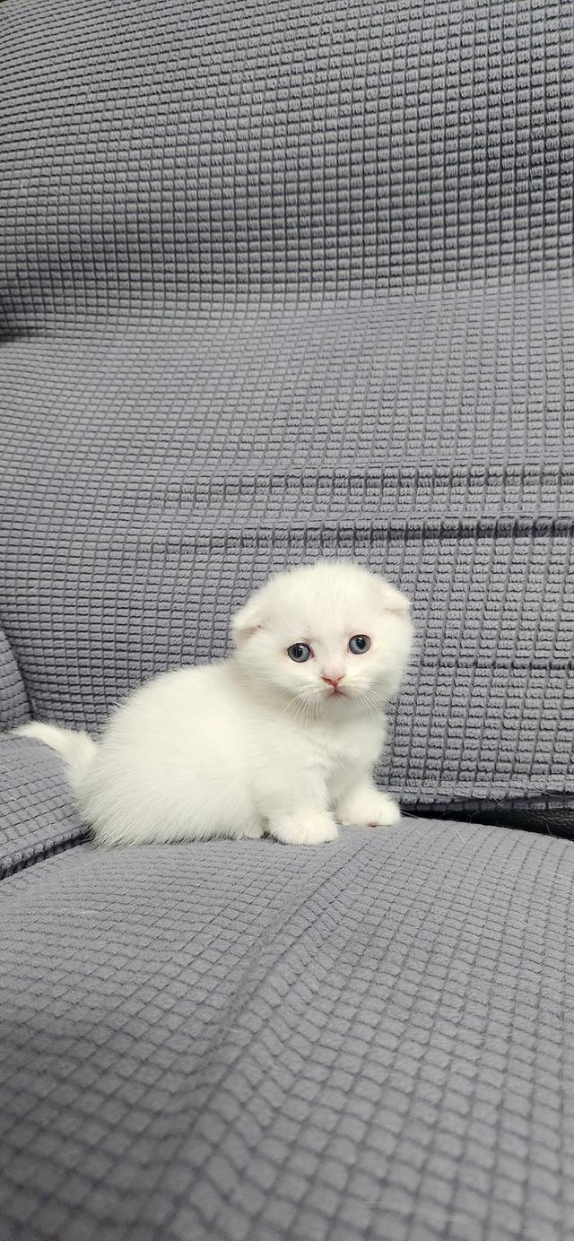 เด็กหญิงมัชน์กินหูพับ