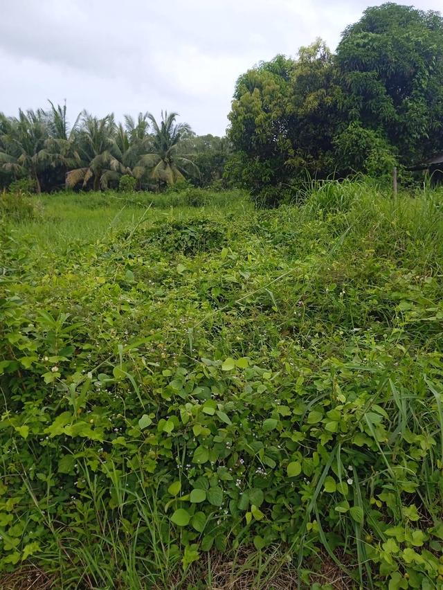 แบ่งขายที่ดิน1ไร่ เสม็ดงาม ต.หนองบัว อ.เมืองจันทบุรี จ.จันทบุรี 5