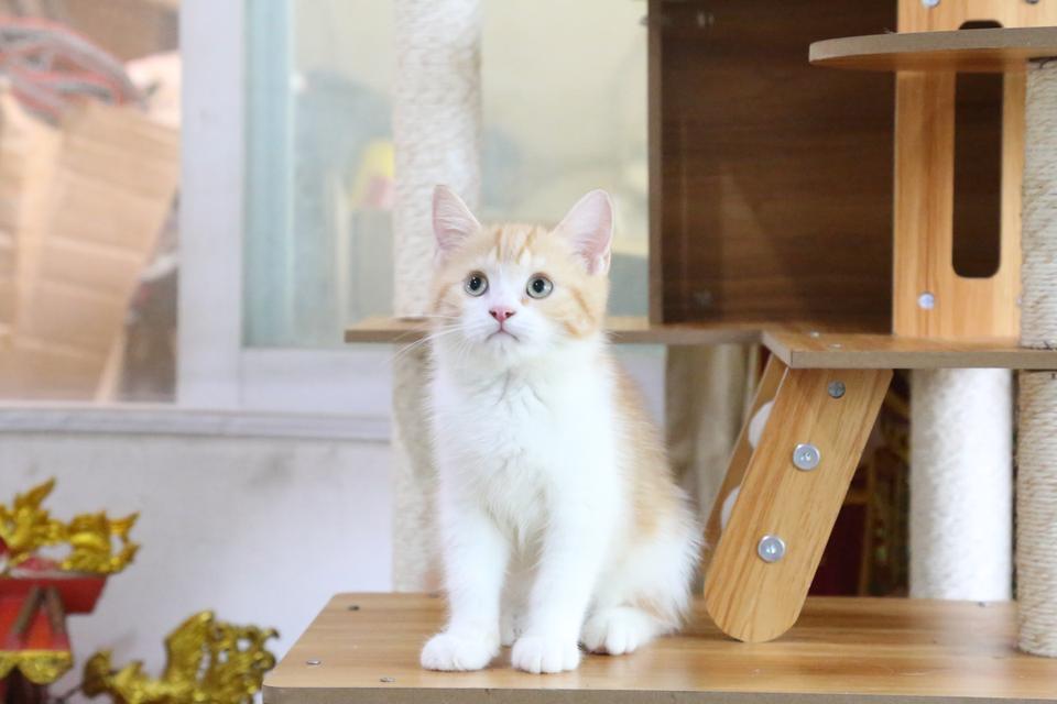 ลูกแมวบริติชหิมาลายันพร้อมย้ายบ้าน รูปที่ 14