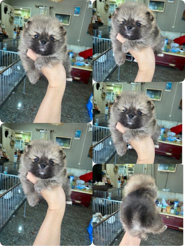 จำหน่ายน้องลูกปอมแท้ พร้อมเลี้ยง