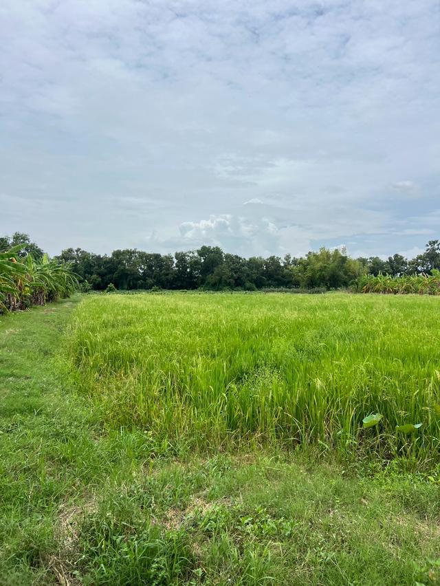 ขายที่ดินเหมาะสำหรับทำบ้าน ทำสวนและการเกษตร คลอง 11 ตำบล นพรัตน์ อำเภอ หนองเสือ ปทุมธานี 9