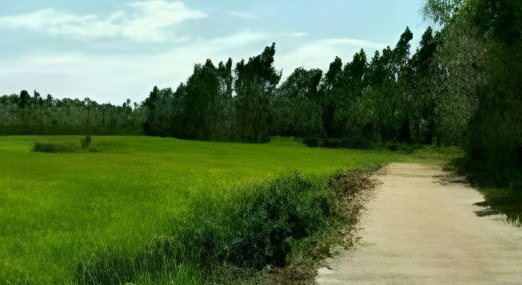 ขายที่ดิน 6 ไร่ อ.ศรีมหาโพธิ จ.ปราจีนบุรี ใกล้ถนนหมายเลข 3070 และ อบต.หัวหว้า 3