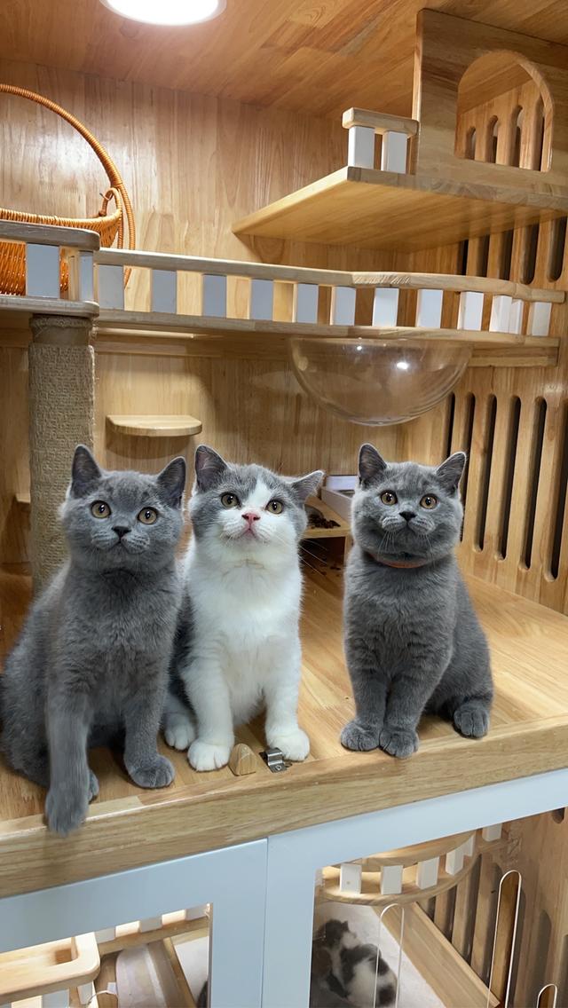 แมวมันช์กิ้นขายาว พร้อมย้าย