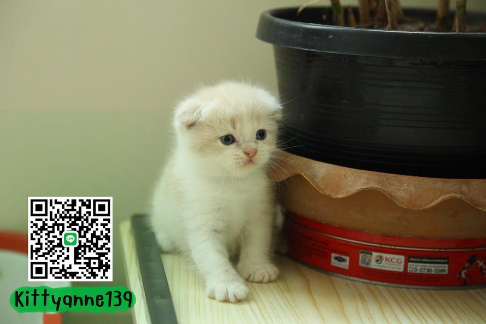 แมวสก็อตติชโฟลด์แท้พ่อพกใบwcf 18