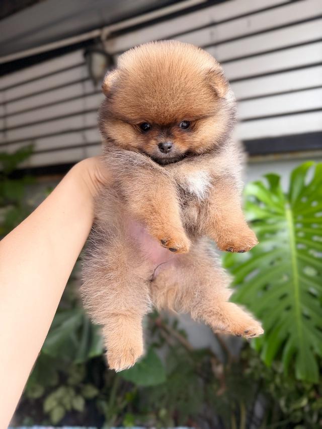 ปอมเมอเรเนียนแท้ เพศเมีย สีส้ม พิกัดรามอินทรา 10