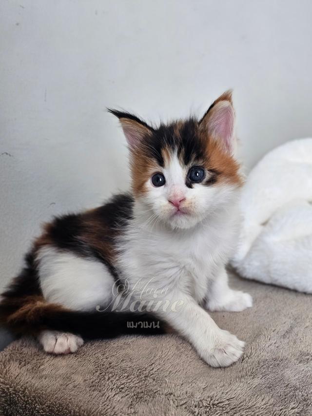 ลูกแมวเมนคูนแท้ เพศเมีย 2