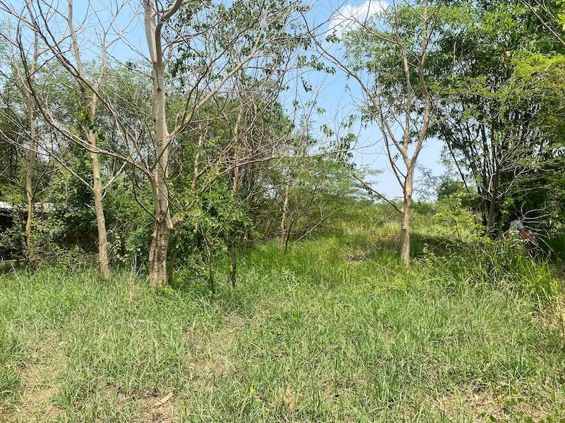 ขายที่ดินบายพาส 1-1-60ไร่ ใกล้ห้างไทวัสดุ โฮมโปรบายพาส ใกล้ถนนบายพาส ทล.204 เหมาะพัฒนาเป็นบ้านสวน 4