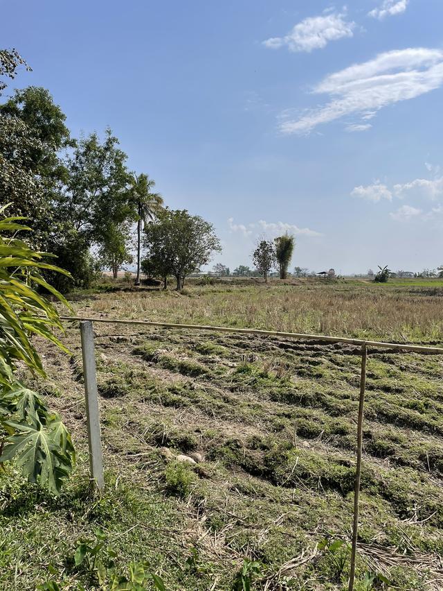 ที่ดินเชียงราย 5 ไร่ 13