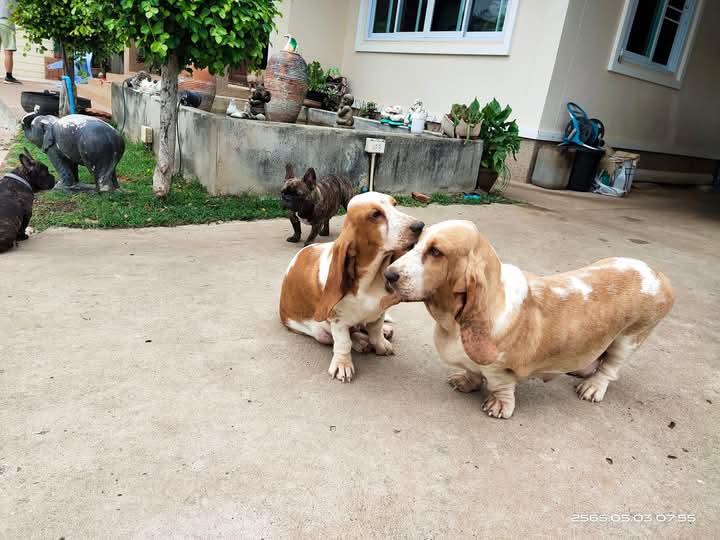 ขาย Basset Hound มีหลายตัว 3