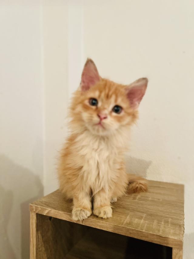 ลูกแมวเมนคูน 2