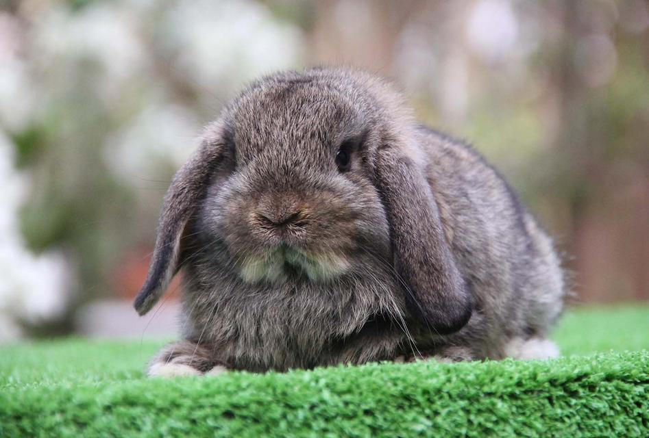 กระต่ายฮอลแลนด์ลอป (ญ)