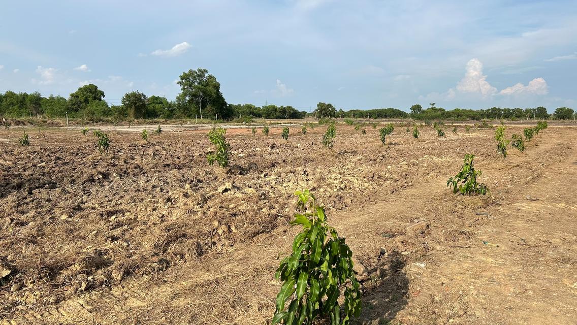ขายที่ดินขนาด 4 ไร่ ใกล้สนามบินสุวรรณภูมิ  ตำบลคลองสวน อำเภอบางบ่อ จังหวัดสมุทรปราการ 2