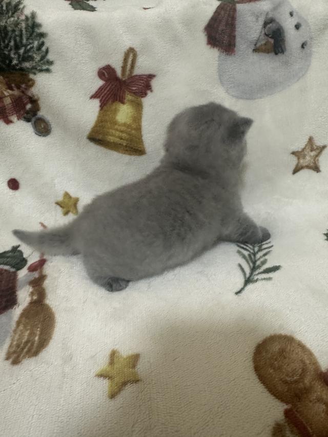 เปิดจอง ลูกแมว บริติช ชอร์ตแฮร์ (British Shorthair) รูปที่ 10