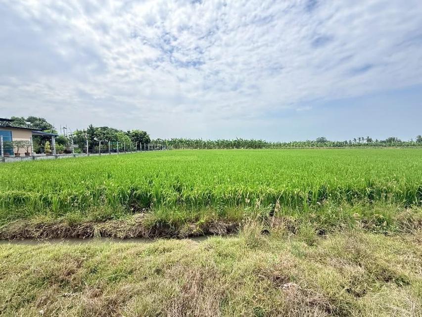 Vายด่วนที่ดินสร้างบ้านสวน 4 ไร่ ติดถนนหินคลุก อ.ลาดหลุมแก้ว จ.ปทุมธานี 4