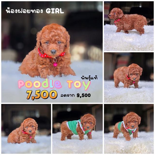 พุดเดิ้ลทอยแท้ พร้อมย้ายบ้าน