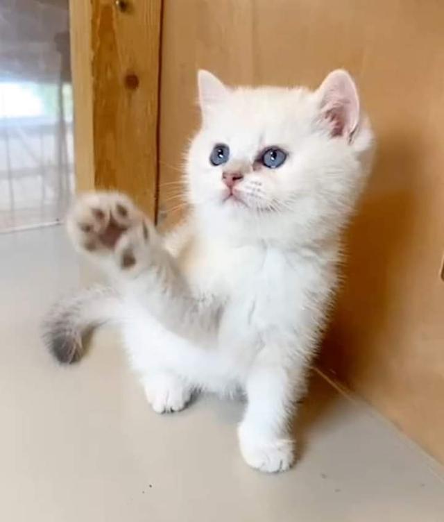 แมว British Shorthair 