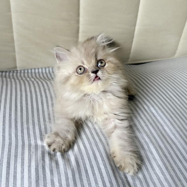 เปอร์เซีย บลูพอยท์ 6