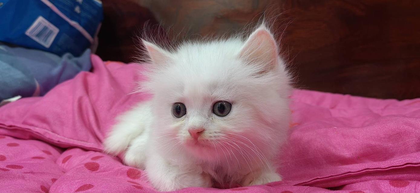 ขายลูกแมวเปอร์เซียน่ารัก ผู้ชาย ผู้หญิง พระรามสอง เทียนทะเล รูปที่ 4