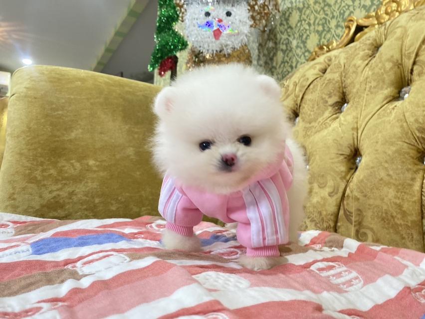 ลูกปทอแท้ ทีคัพ อายุ50 วัน พร้อมย้ายบ้าน