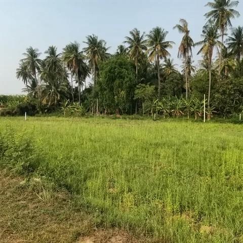 ขาย ที่ดินเปล่า 150 ตร.วา ทำเลดี ราคาคุ้ม ตำบลสร้อยฟ้า อำเภอโพธาราม จังหวัดราชบุรี 4