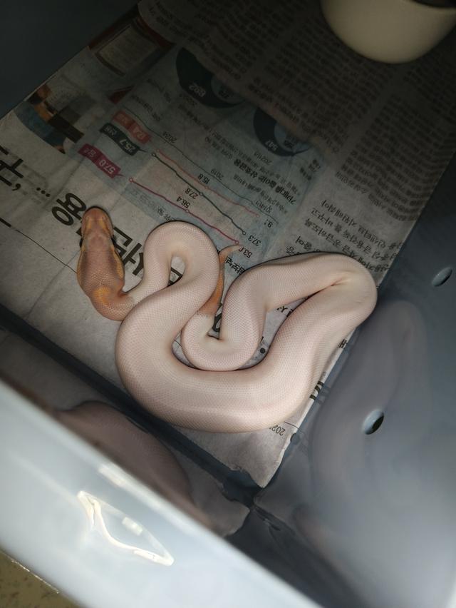 งูball python for pet