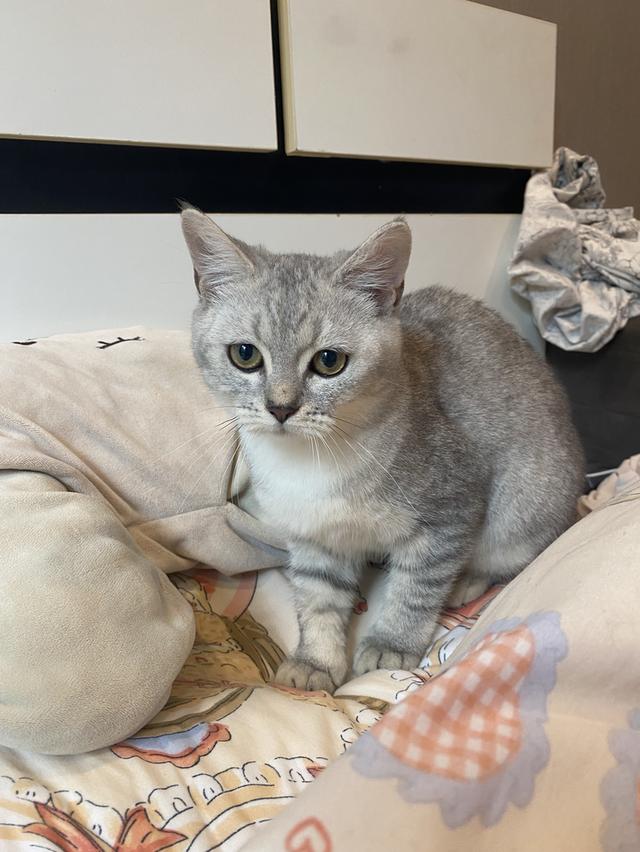 หาบ้าน แมวสก็อตติชโฟล์ด ผญ