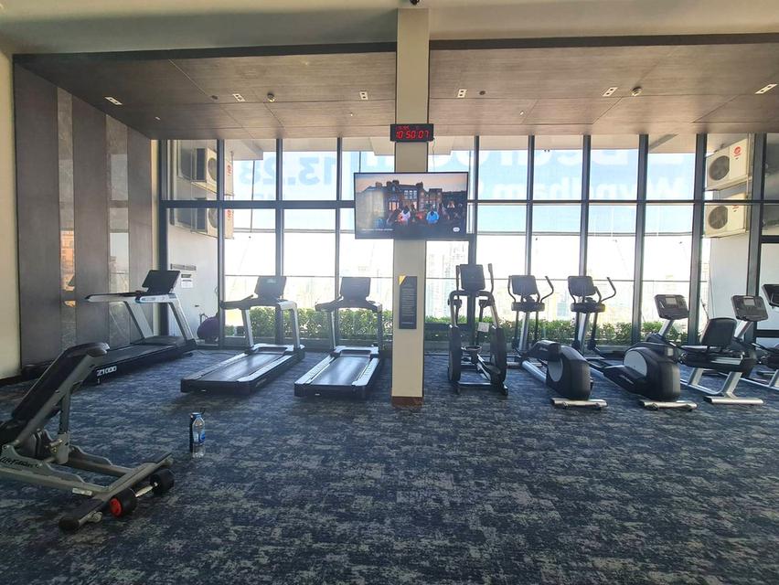 ไซมิส เอ๊กซ์คลูวีฟ ควีนส์ 14