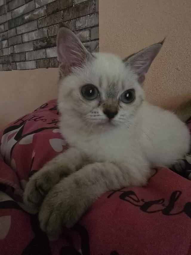 Siamese British Cat "แมววิเชียรมาศบริติชช็อตแฮร์"