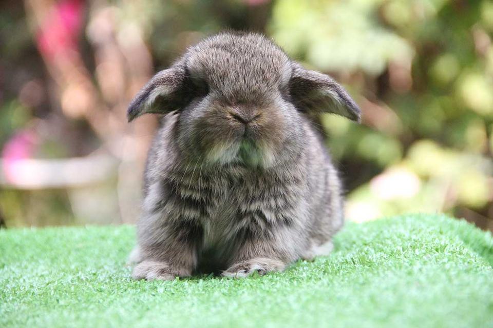 กระต่ายฮอลแลนด์ลอป (ญ)