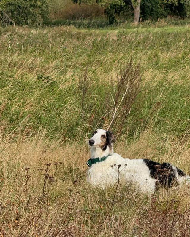 Borzoi น่ารักมากๆ 2