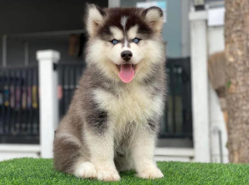 Siberian Husky 2