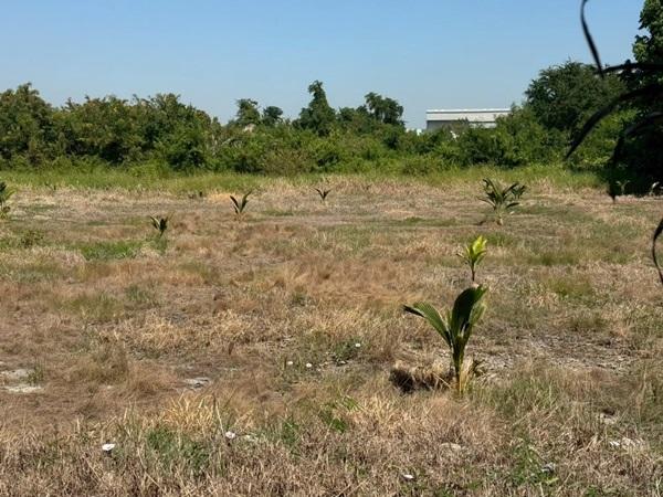 ขายที่ดิน บางนา กม.25 (พื้นที่สีแดง) เนื้อที่ 4 ไร่ 3 ตรว. ติดถนนบางนา-ตราด ฝั่งขาออก โทร 090-6360022 6