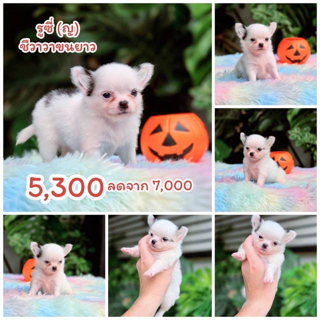 ชิวาวาแท้ขนยาว เพศเมีย