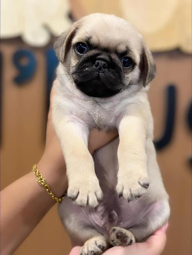 Pug Puppies WhatsApp me : +66 63 826 3042