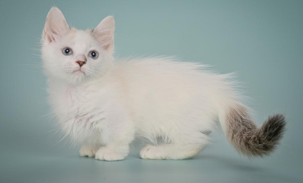 Munchkin Kittens Registered รูปที่ 4
