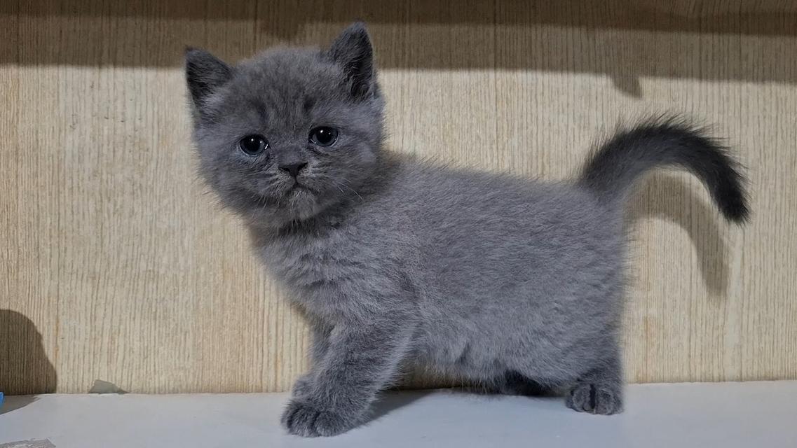 ลูกแมวบริติช. สีบลู. 5