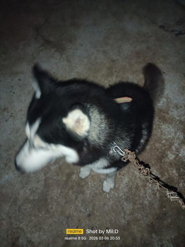 ลูกสุนัขไซบีเรียนแท้ รูปที่ 7