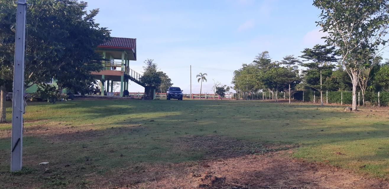 ที่ดิน พร้อมสิ่งปลูกสร้าง 6