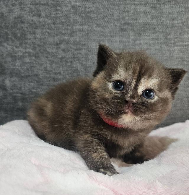 สก็อตติชแท้ สีช็อคครีม หายาก